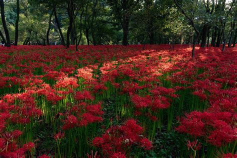 彼岸花開花|彼岸花の名所42選！有名な群生地や各地の隠れスポッ。